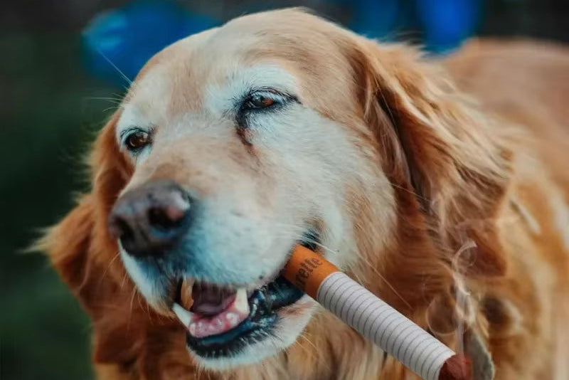 Dog with a toy in its mouth, with text 'Dog Toys to Keep Them Busy' above.